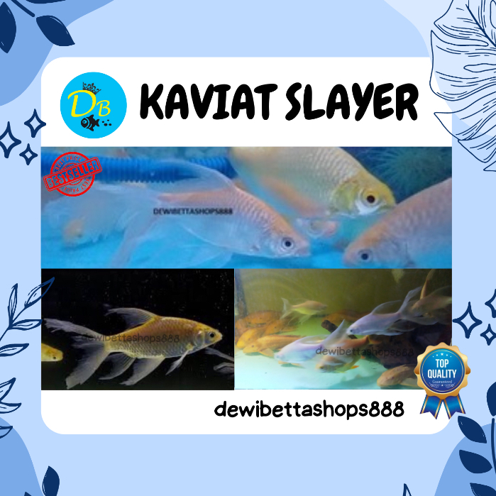 KAVIAT SLAYER JUMBO - KAVIAT SLAYER - KAVIAT JUMBO SLAYER