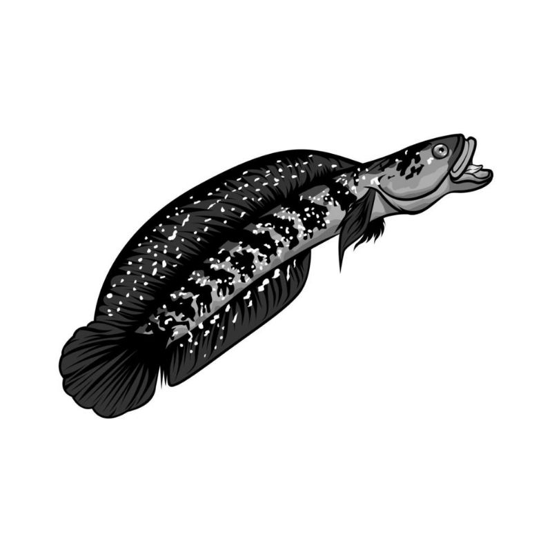 channa asiatica uk 15-17 cm