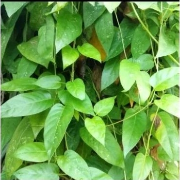 

Herbal Koi Sai Tin / Ranting Taik Ayam 100Gram