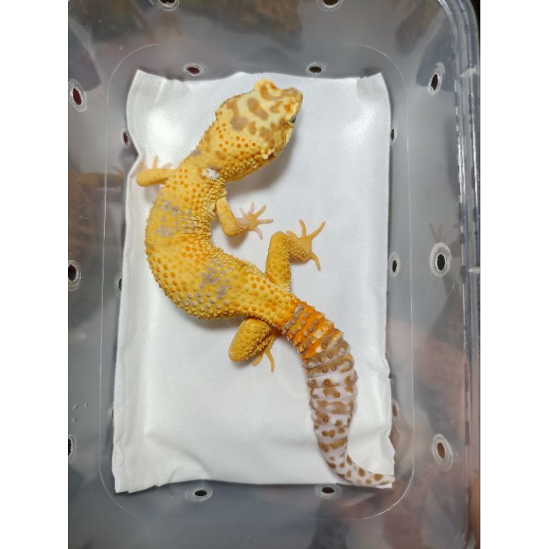 Leopard Gecko Lemon Frost