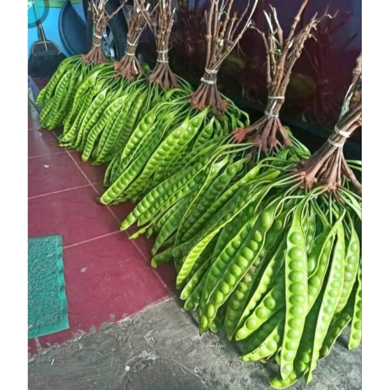 

petai fresh petai premium pete