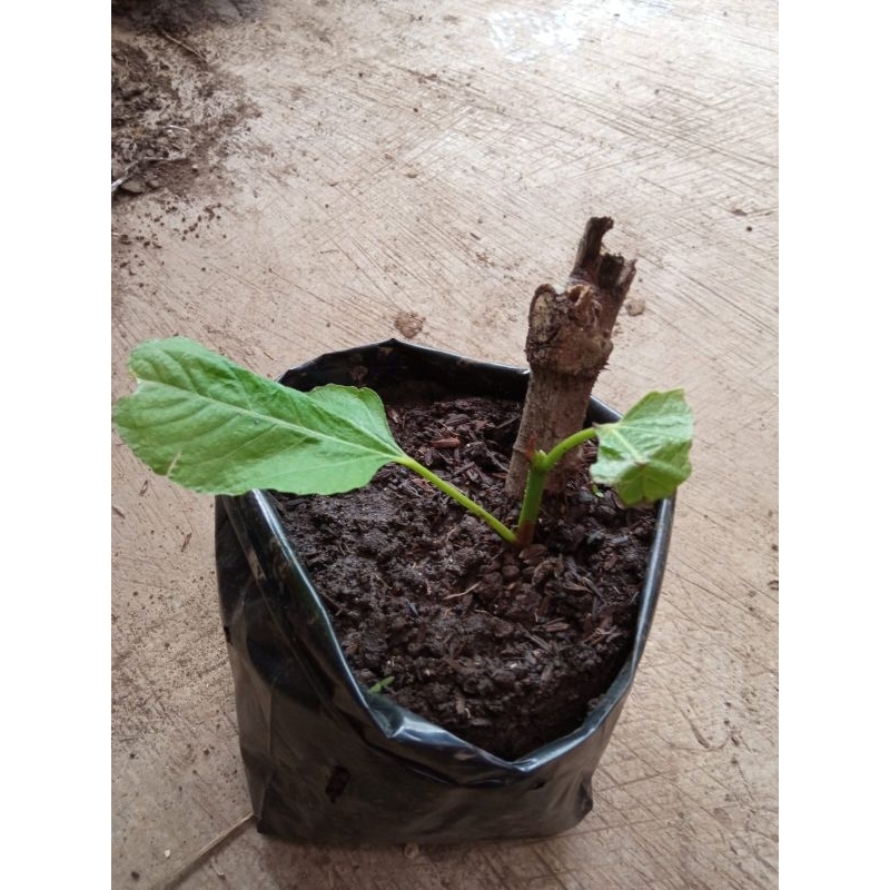 tanaman buah tin iraqi