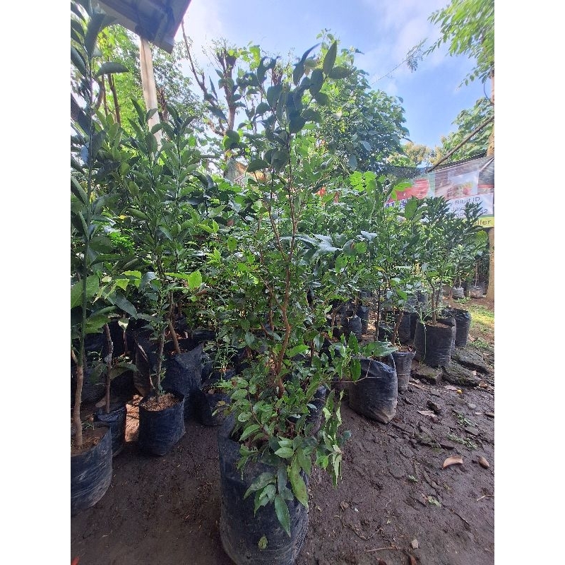 Bibit Anggur Pohon // Anggur Brazil Ketinggian 1 Meter Batang Besar Siap Berbunga (wajib CARGO)