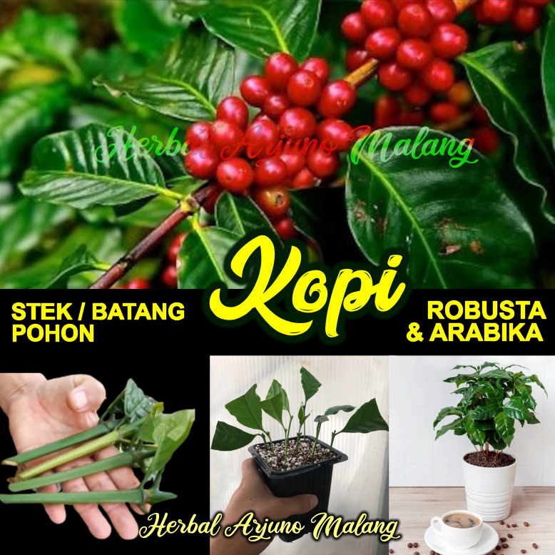 5pcs Stek Batang Pohon Kopi Arabika Robusta Obat Asam Lambung Saluran Paru-Paru Diabetes Hipertensi 