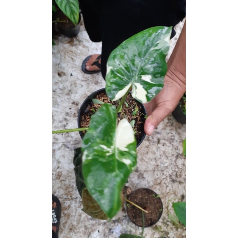colocasia makoriza variegata