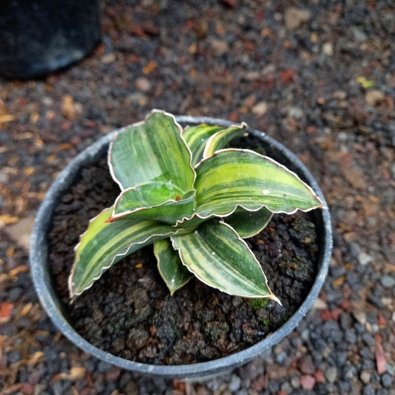 sanseviera sansevera sanseviera lidah gajah SANSEVIERA KIMAYO