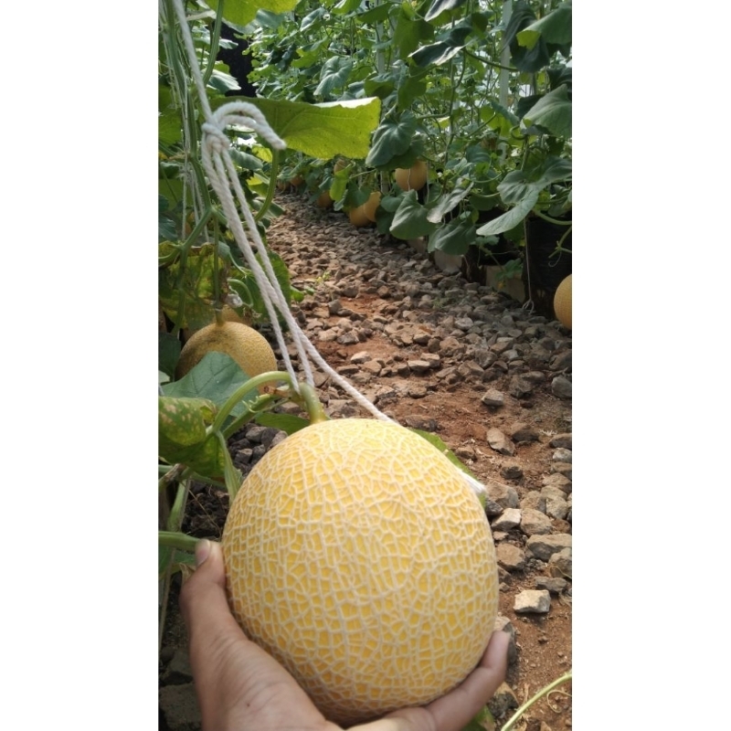 

Melon Hidroponik varietas golden Luna, dijamin manis