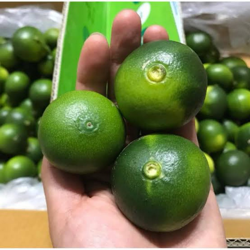 indukan jeruk santang madu hijau tinggi 1mtr