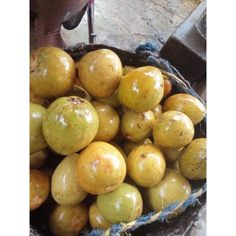 

Buah Sawo Madu Super 1kg