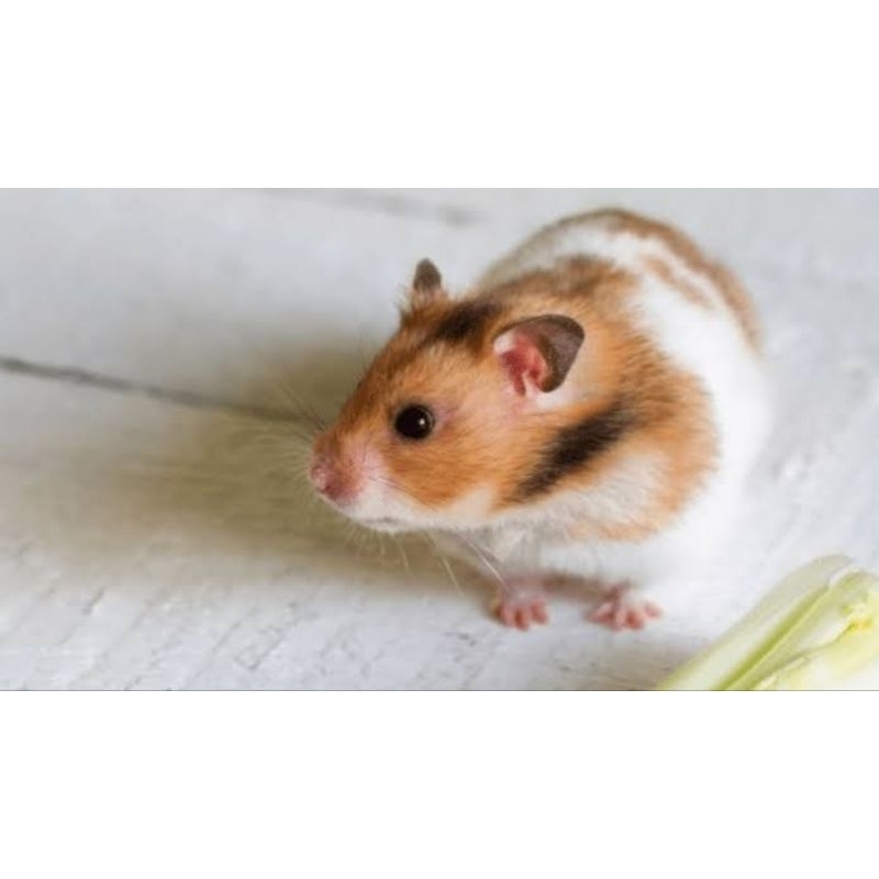 Hamster Syrian || Sort Hair/Long Hair