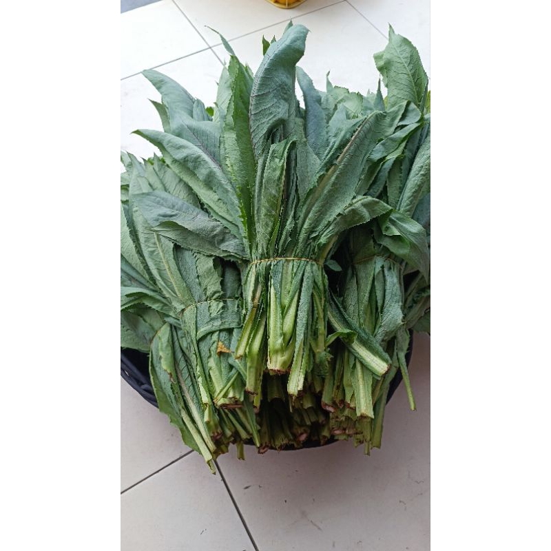 fumak segar 1 kilo / sayur fumak