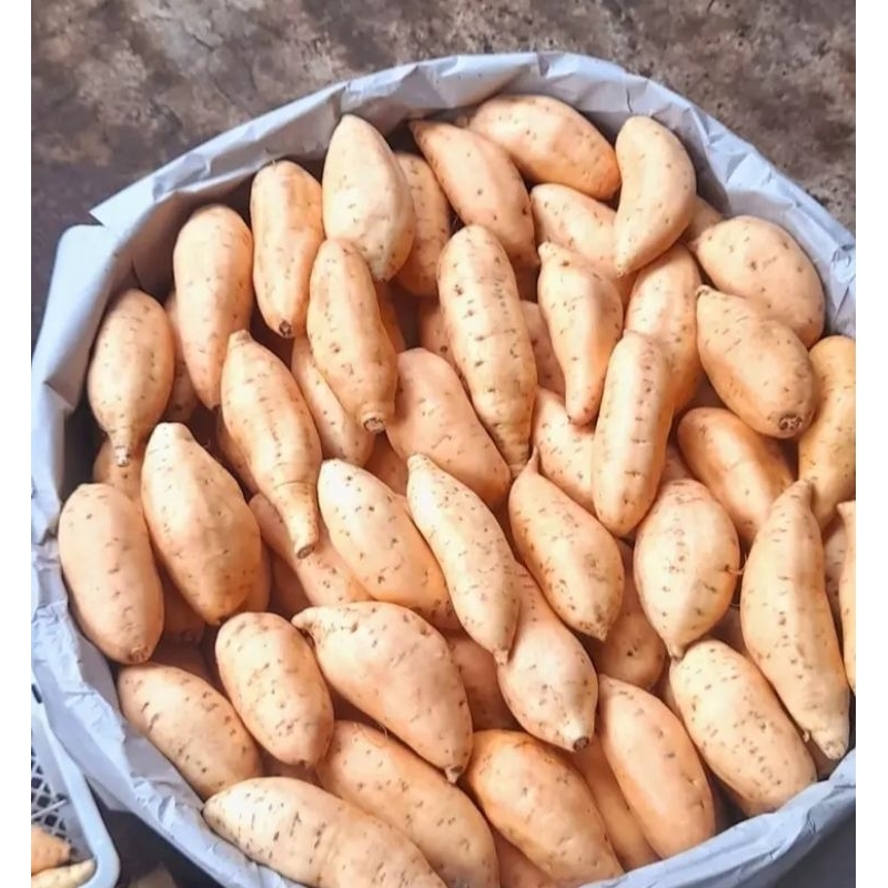 

Ubi madu cilembu asli ukuran super 1kg