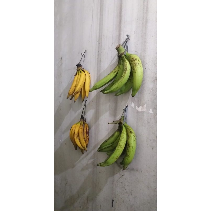 

Pisang Tanduk Super 1 kg ( Isi 4-5 pcs )