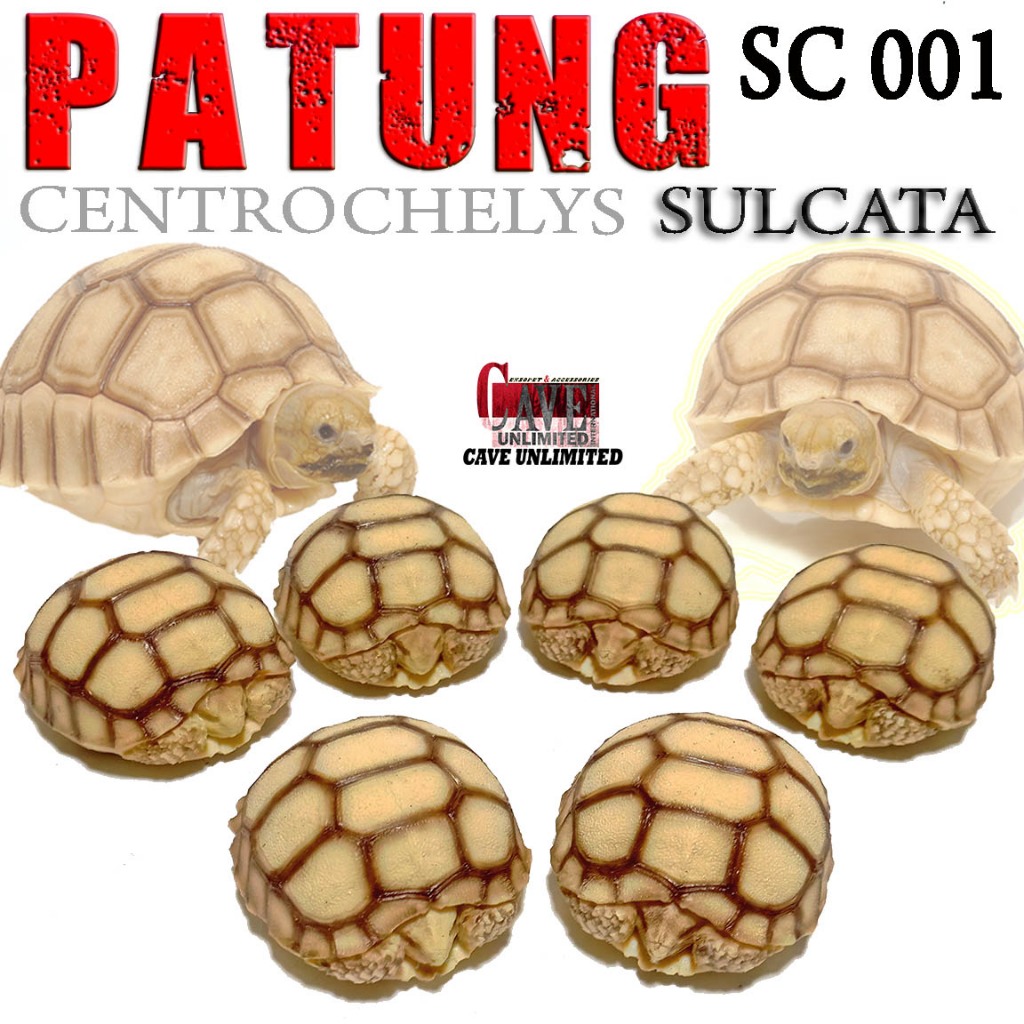 SC001 REPLIKA KURA DARAT SULCATA BABY TORTOISE PATUNG PAJANGAN AKSESORIS PERLENGKAPAN HIASAN