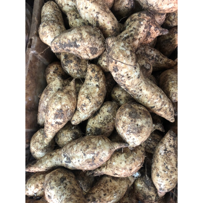 

UBI PUTIH 1kg FRESH