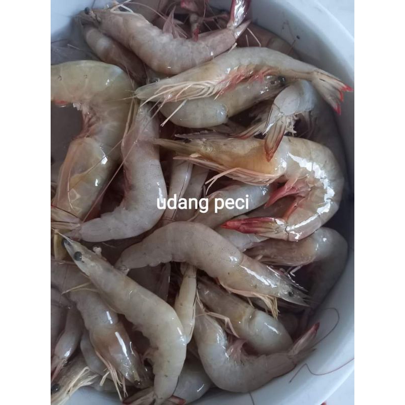 

Udang Peci
