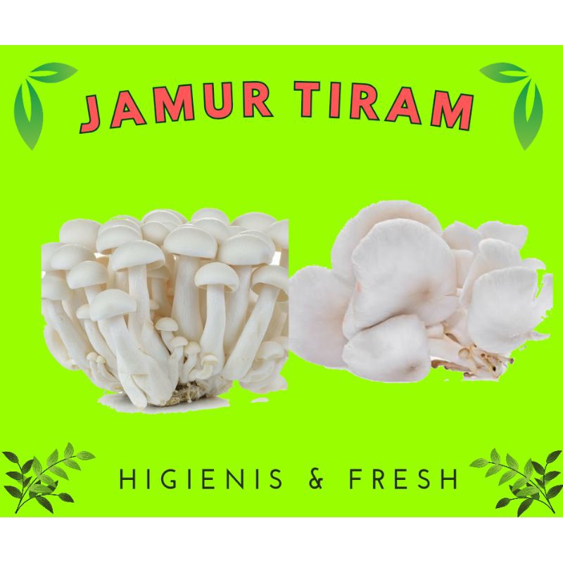 

JAMUR TIRAM MURAH