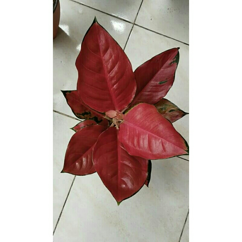 aglonema suksom jumbo babon lokal