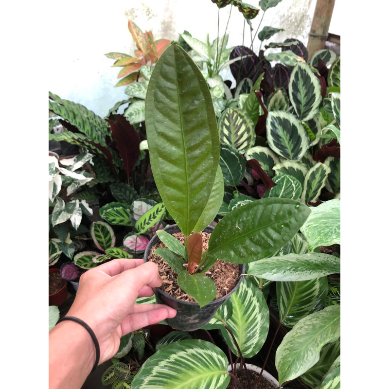 anthurium neo superboom
