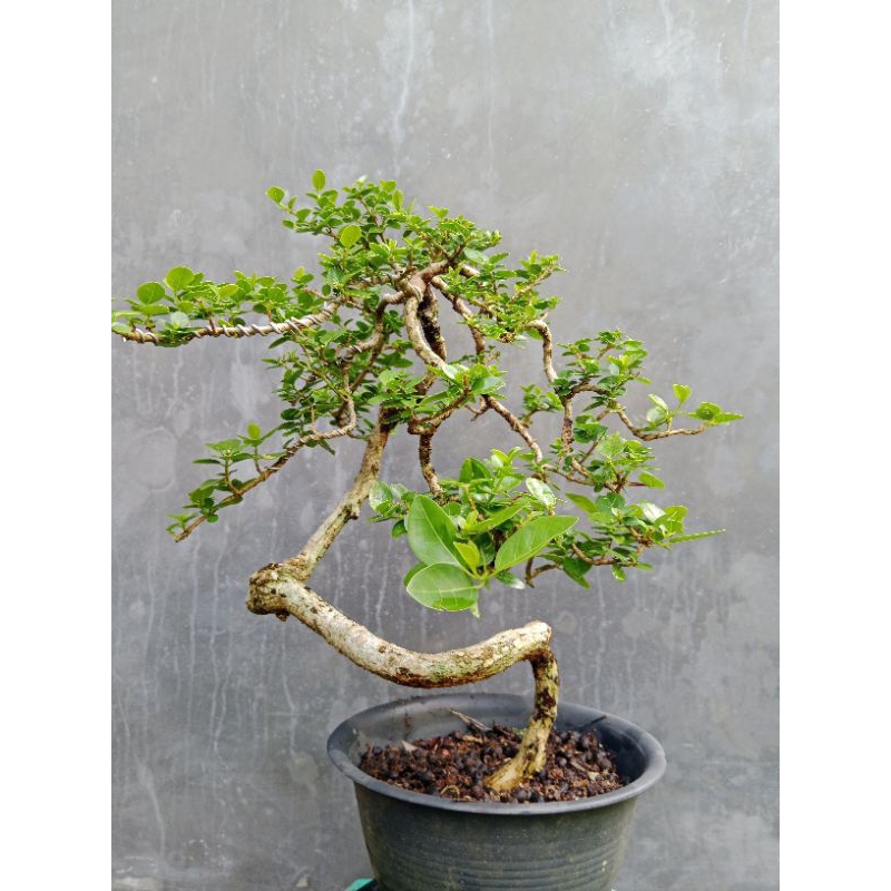 Bonsai Wacang | Bonsai Wahong Sancang Medium