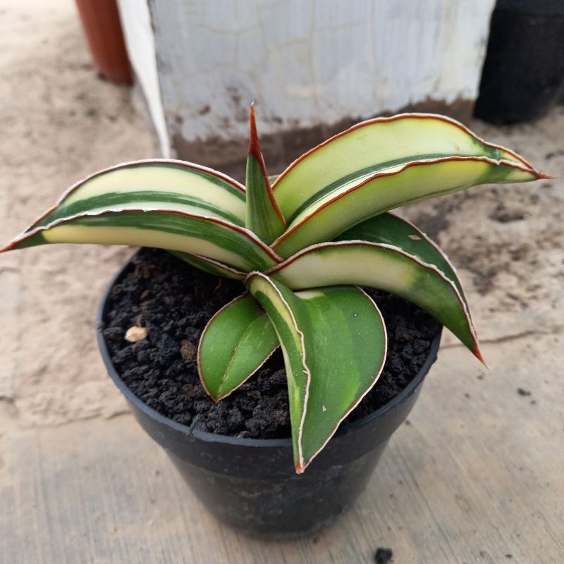 sanseviera sansevera sanseviera lidah gajah SANSEVIERA ROBUSTA DRAWF