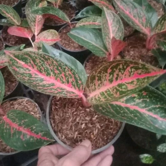 Tanaman Hias Aglonema TIARA MERAH