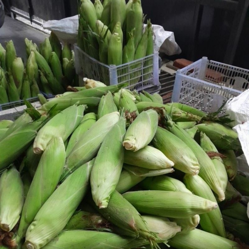 

jagung mentah bakar rebus