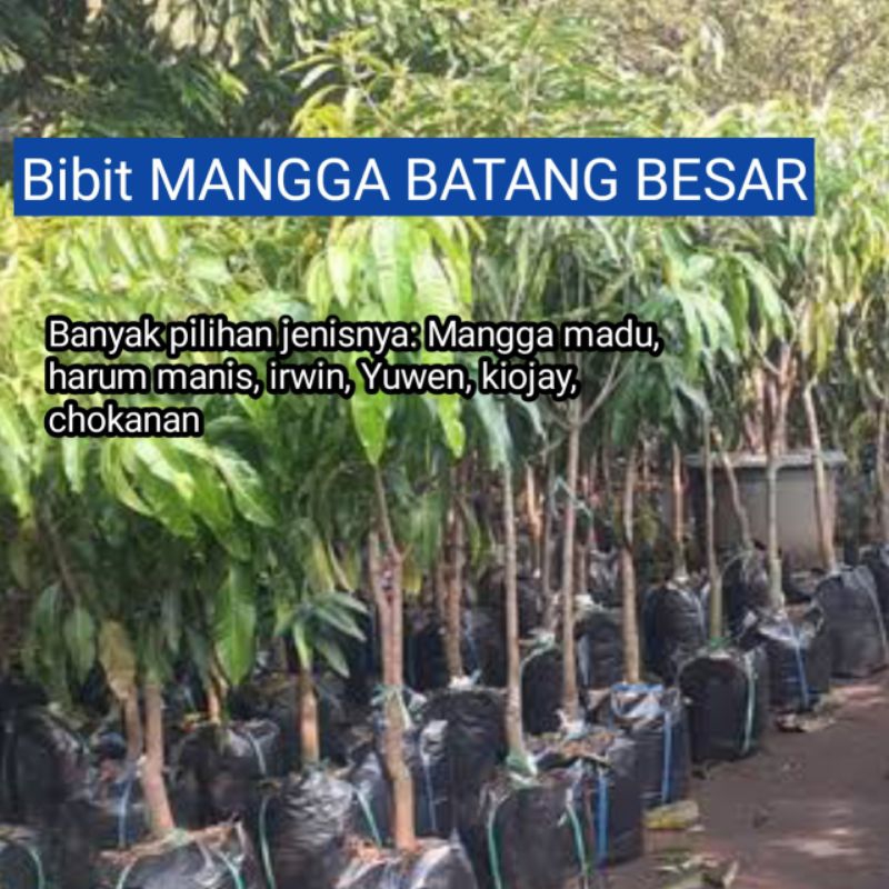 Bibit MANGGA BATANG BESAR ( Mangga madu, harum manis, kiojay, irwin, yuwen, chokanan)