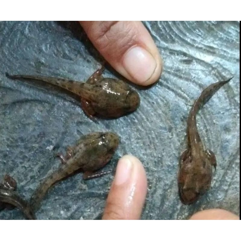 pakan ikan predator (kecebong)