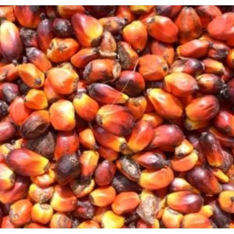 

Buah kelapa sawit 20 Biji