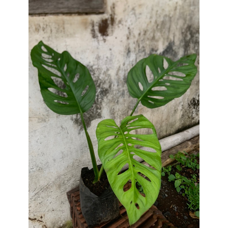 tanaman hias monstera acuminata janda bolong besar