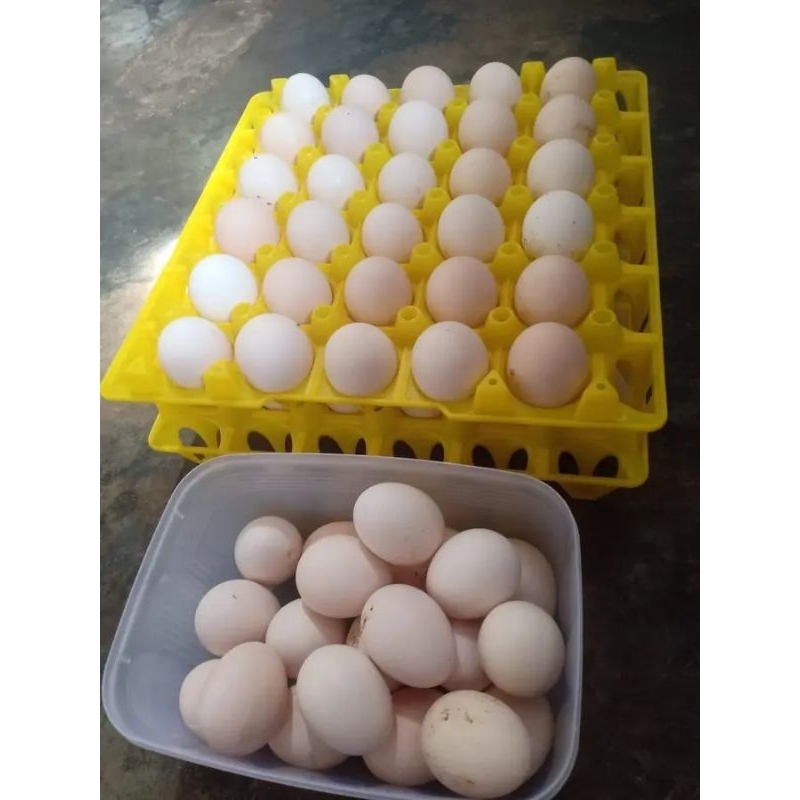 

Telor ayam kampung asli mentah