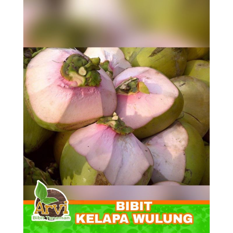 BIBIT TANAMAN POHON KELAPA HIJAU WULUNG