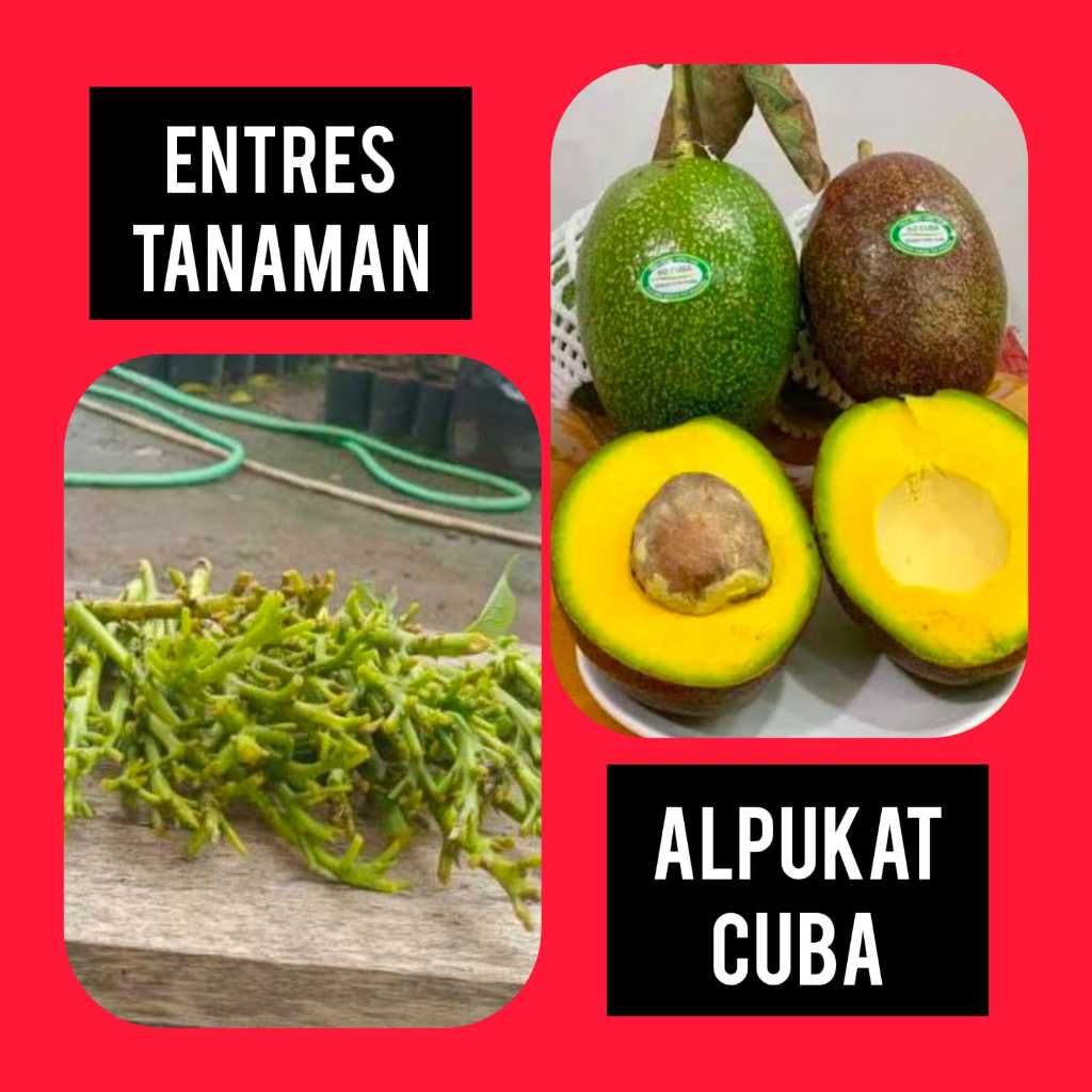 Entres / Mata Tunas Alpukat Cuba