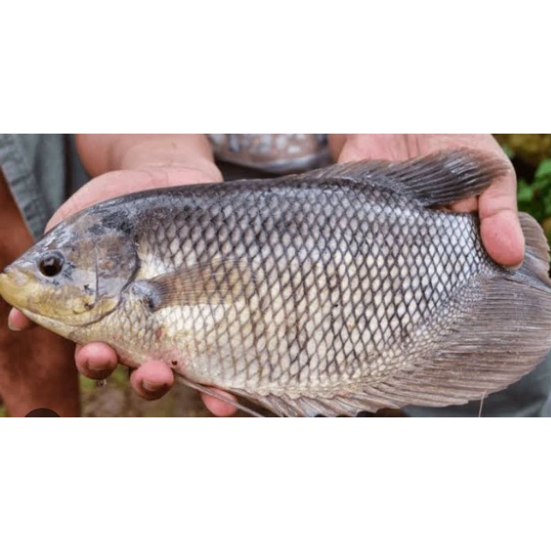

ikan gurame segar 1 kg... bisa di bersihin