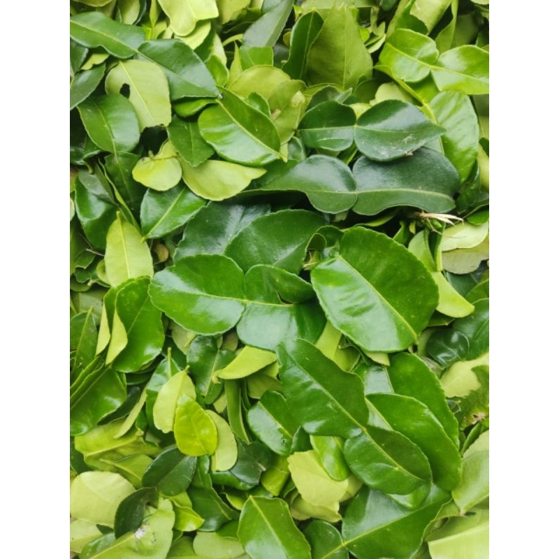 

Daun jeruk purut segar 1kg
