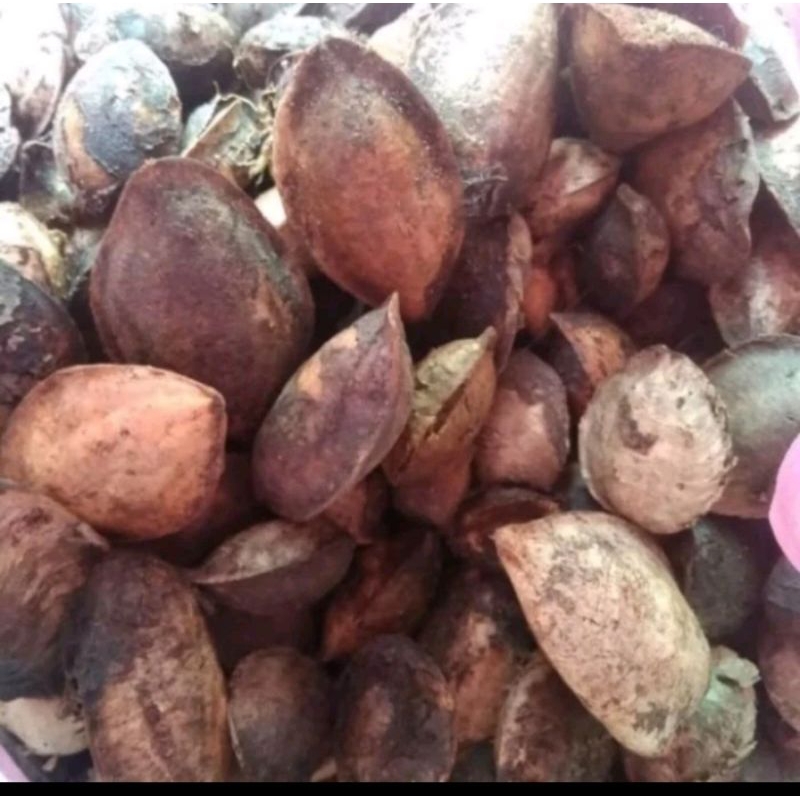 

Biji /Buah Ketapang kering 1kg