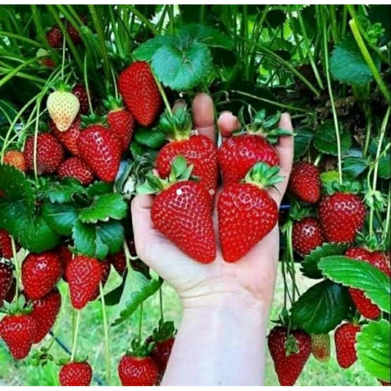 Bibit Buah Stroberi Jumbo Taiwan Berkualitas