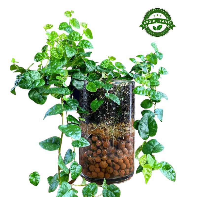 Tanaman Hias Ficus Pumila Rambat - Pohon Rambat Dolar Daun Kecil