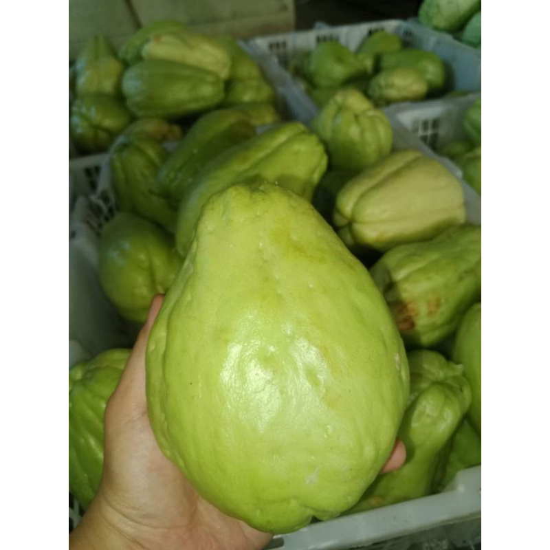 

Labu Siam (1 buah)