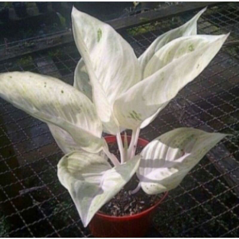 PROMO PAKET MURAH AGLONEMA LEGACY