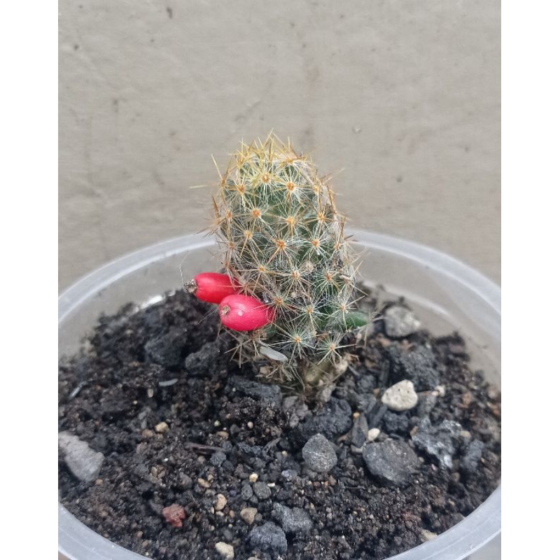 Kaktus Mini/kaktus hias/kaktus murah/Kaktus Cabe