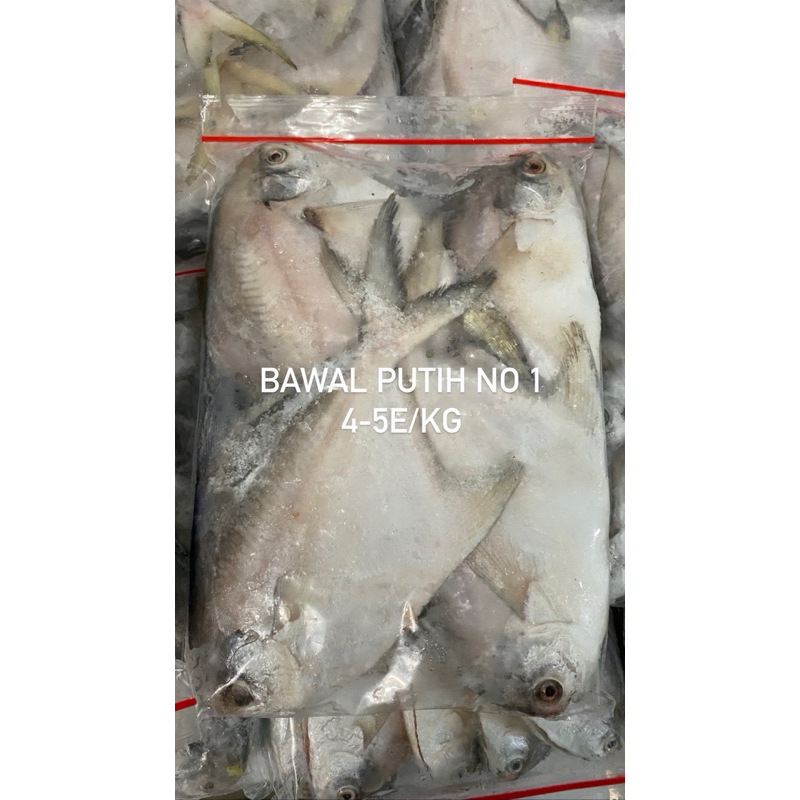 

Ikan Bawal Putih No1 4-5ekor/kg