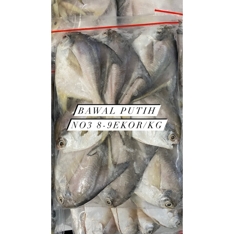 

Bawal Putih No3 8-9ekor/kg