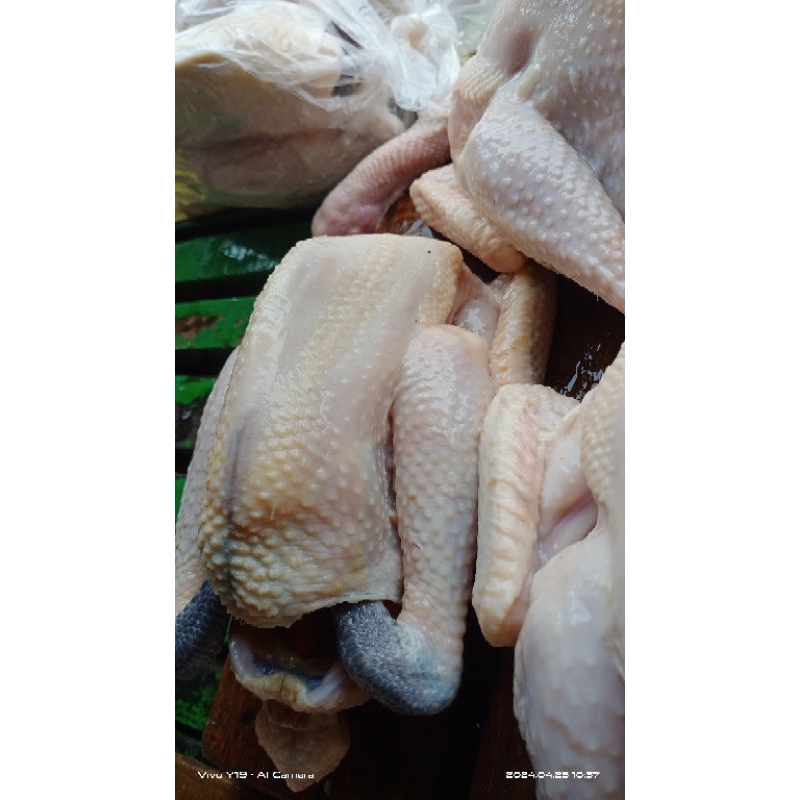 

Ayam kampung Sudah potong