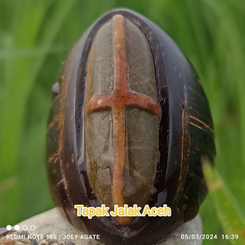 Tapak Jalak Timbul Aceh Urat Kuning dan putih combine