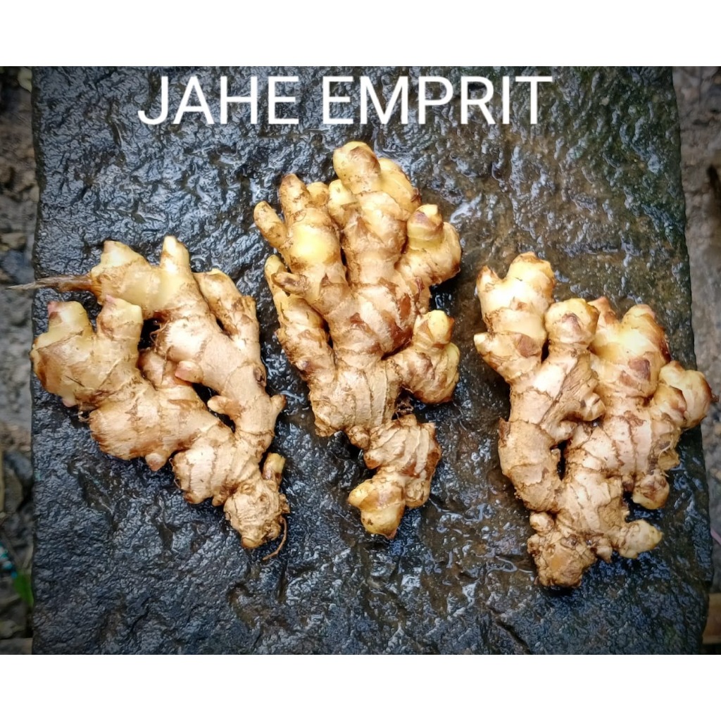 

JAHE EMPRIT ASLI SEGAR dan fresh 100 GR