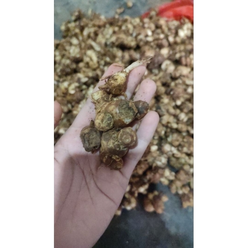 

Kencur fresh 1 kilogram