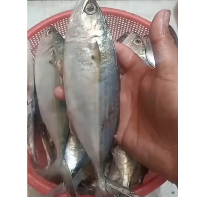 

Ikan Kembung Banjar Segar Berkualitas FREE DIBERSIHKAN