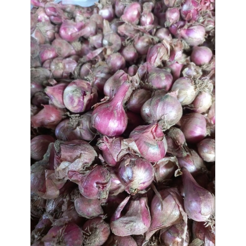 

BAWANG MERAH BESAR 1000GR